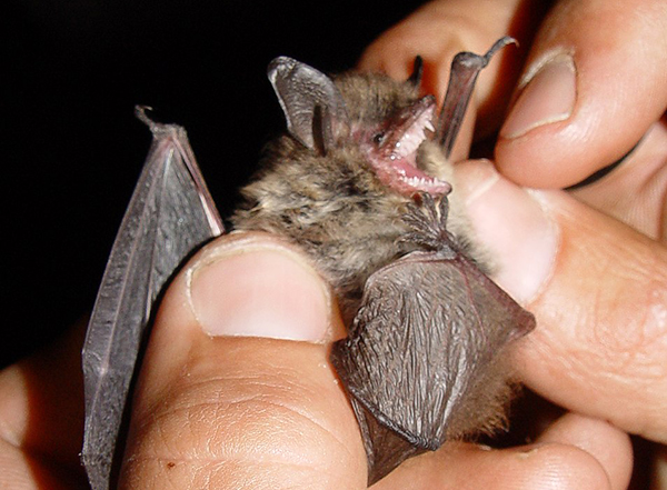 Kleine Bartfledermaus_Myotis mystacinus